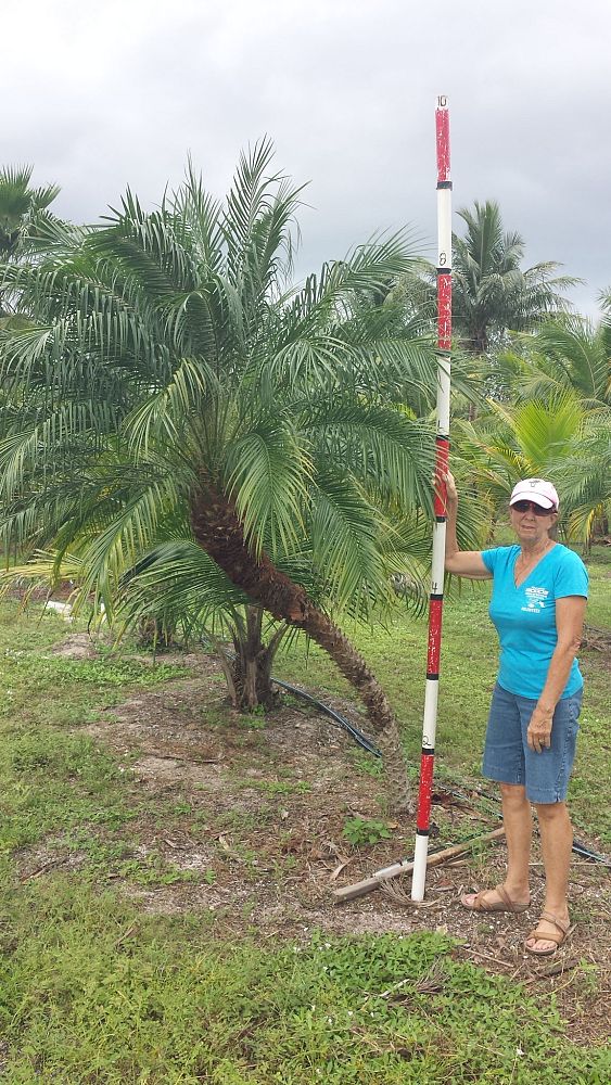 phoenix-roebelenii-pygmy-date-palm-roebelenii-palm