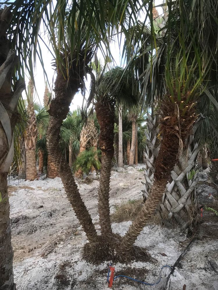 phoenix-roebelenii-pygmy-date-palm-roebelenii-palm