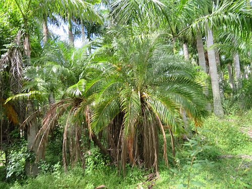 phoenix-roebelenii-pygmy-date-palm-roebelenii-palm