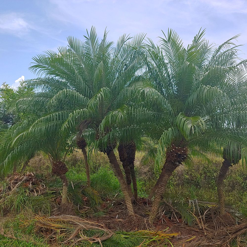 phoenix-roebelenii-pygmy-date-palm-roebelenii-palm