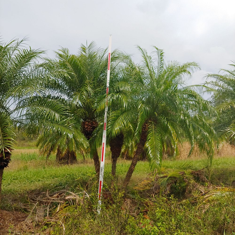 phoenix-roebelenii-pygmy-date-palm-roebelenii-palm