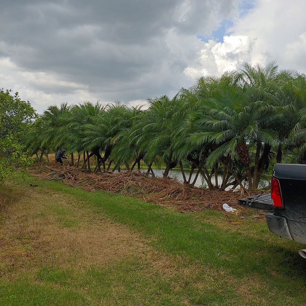phoenix-roebelenii-pygmy-date-palm-roebelenii-palm