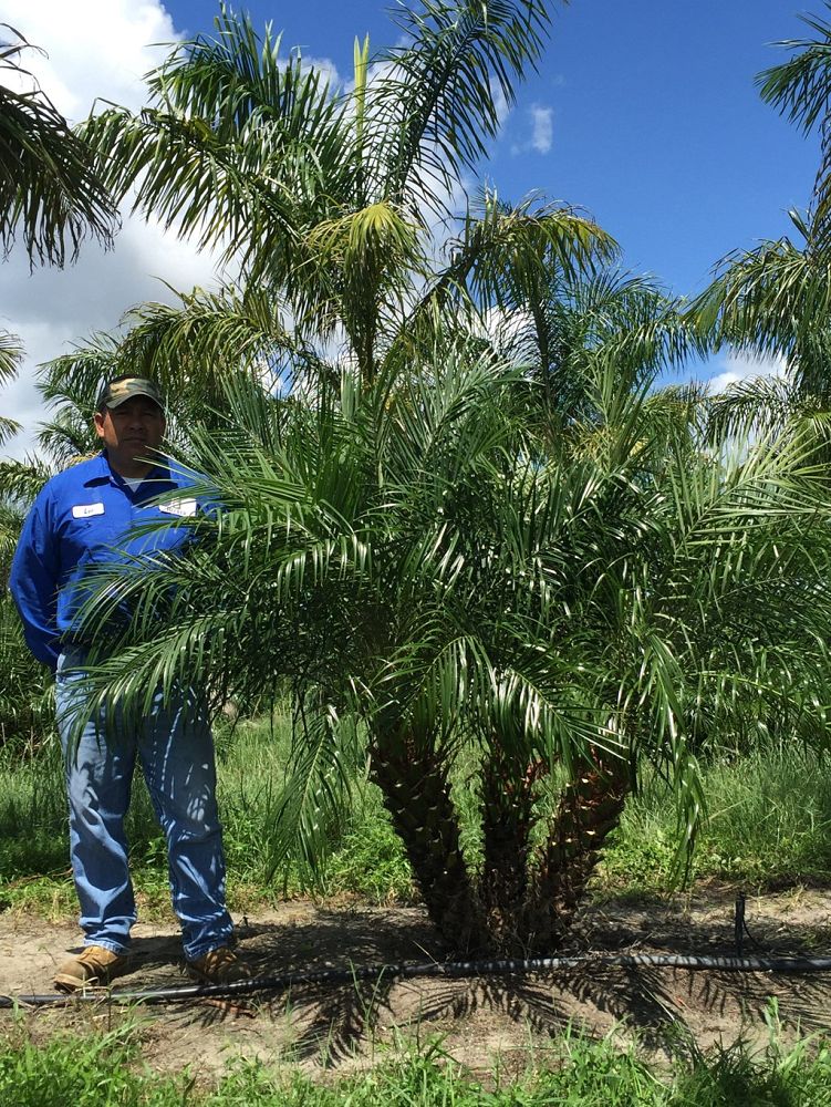 phoenix-roebelenii-pygmy-date-palm-roebelenii-palm