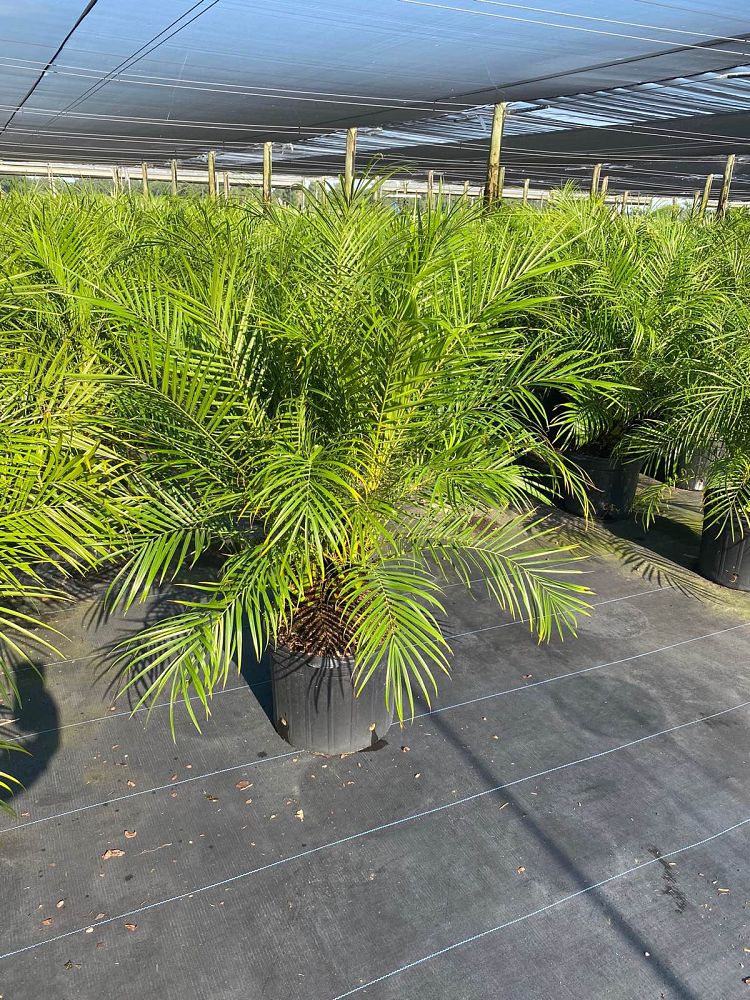 phoenix-roebelenii-pygmy-date-palm-roebelenii-palm