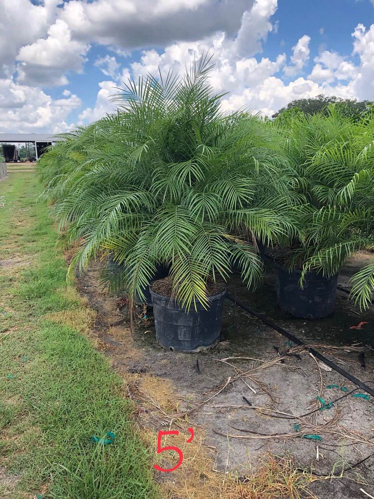 phoenix-roebelenii-pygmy-date-palm-roebelenii-palm