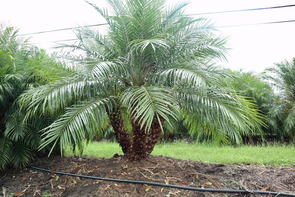 phoenix-roebelenii-pygmy-date-palm-roebelenii-palm