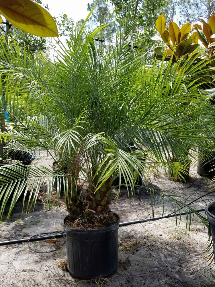 phoenix-roebelenii-pygmy-date-palm-roebelenii-palm