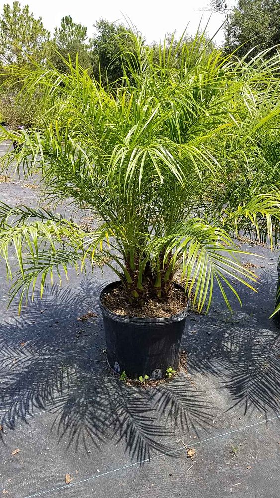 phoenix-roebelenii-pygmy-date-palm-roebelenii-palm