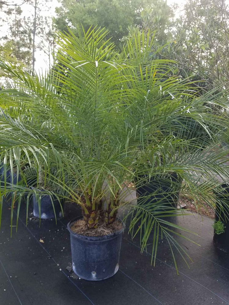phoenix-roebelenii-pygmy-date-palm-roebelenii-palm