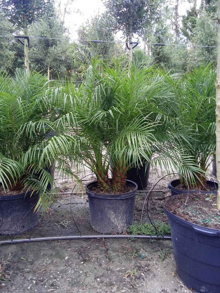 phoenix-roebelenii-pygmy-date-palm-roebelenii-palm