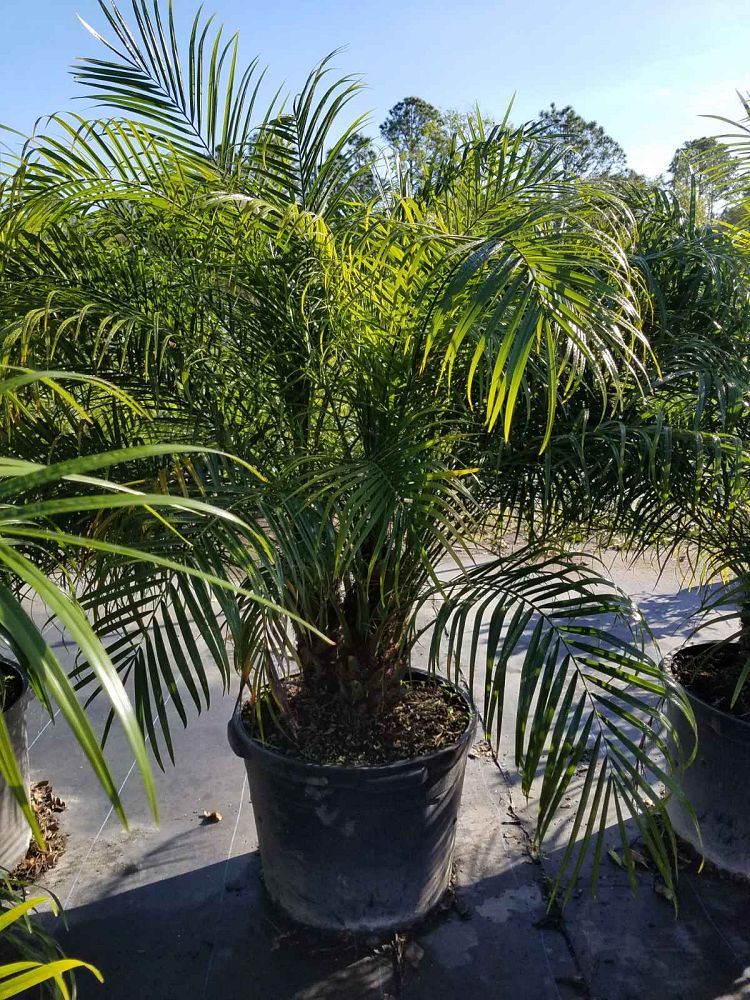 phoenix-roebelenii-pygmy-date-palm-roebelenii-palm