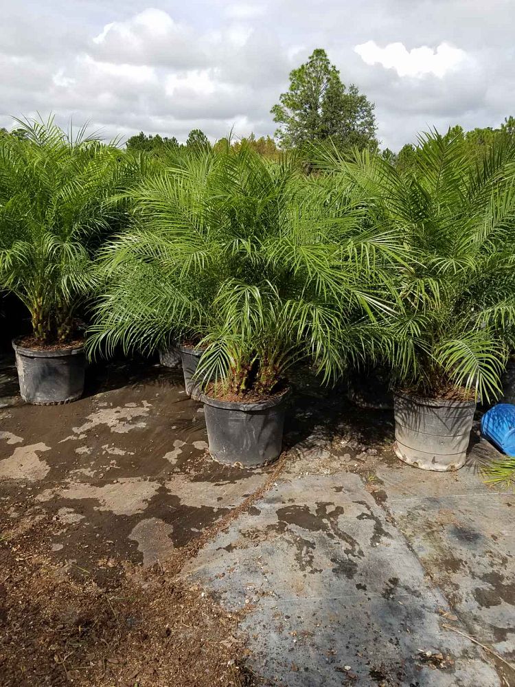 phoenix-roebelenii-pygmy-date-palm-roebelenii-palm