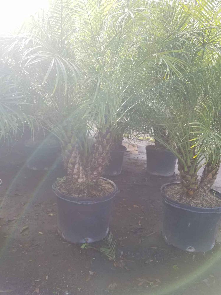 phoenix-roebelenii-pygmy-date-palm-roebelenii-palm
