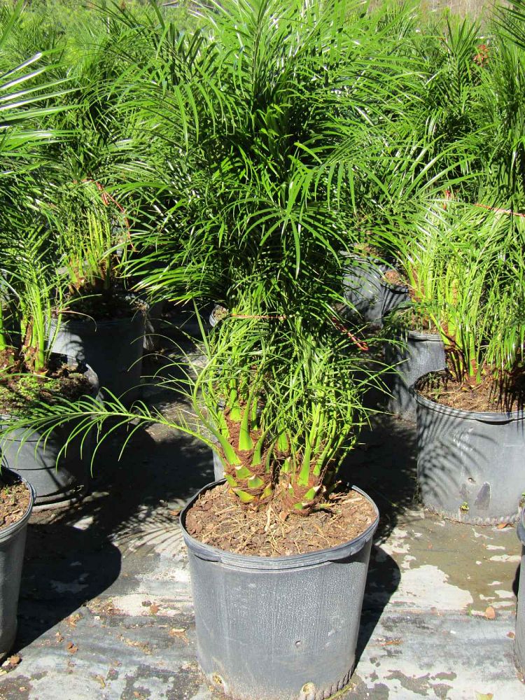 phoenix-roebelenii-pygmy-date-palm-roebelenii-palm