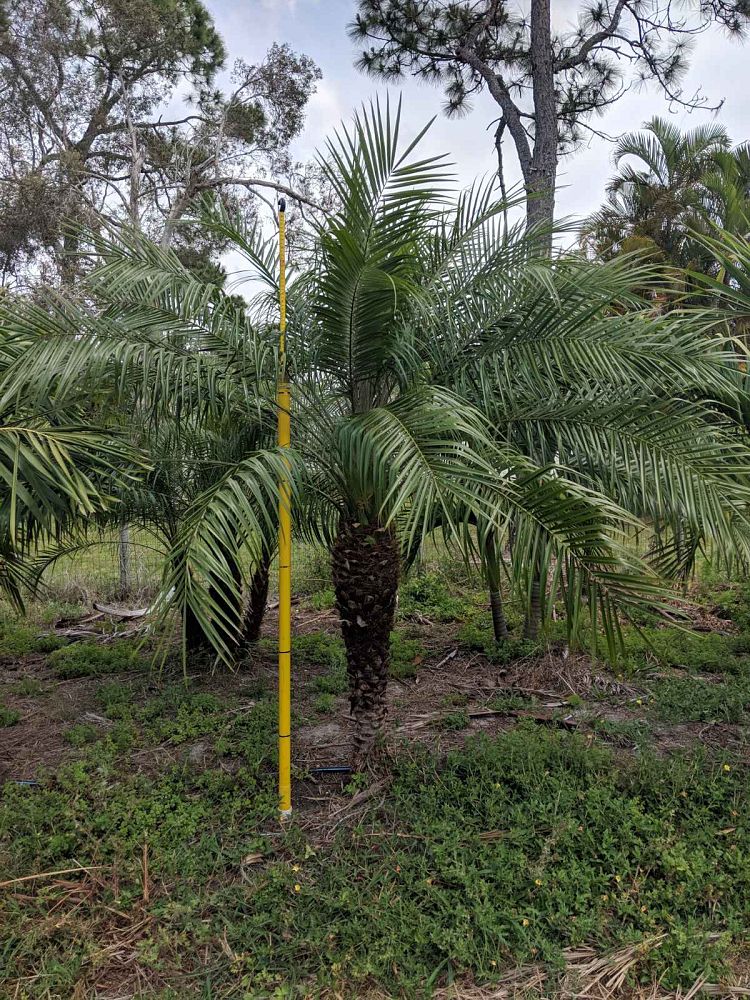 phoenix-roebelenii-pygmy-date-palm-roebelenii-palm