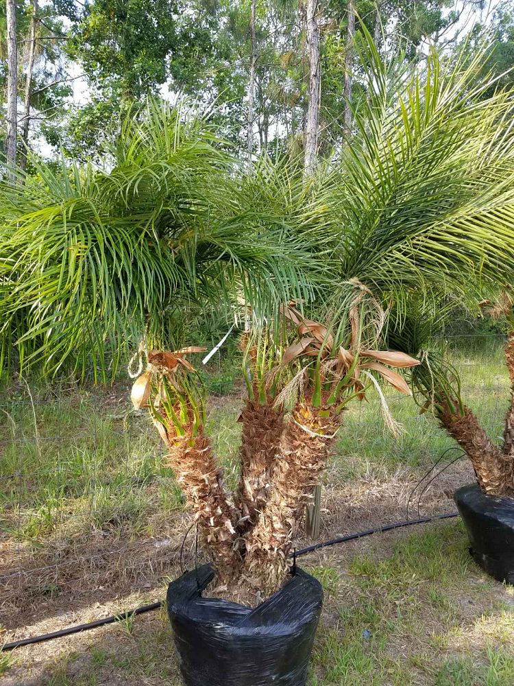 phoenix-roebelenii-pygmy-date-palm-roebelenii-palm