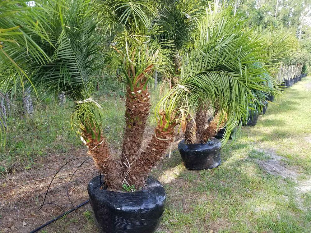 phoenix-roebelenii-pygmy-date-palm-roebelenii-palm