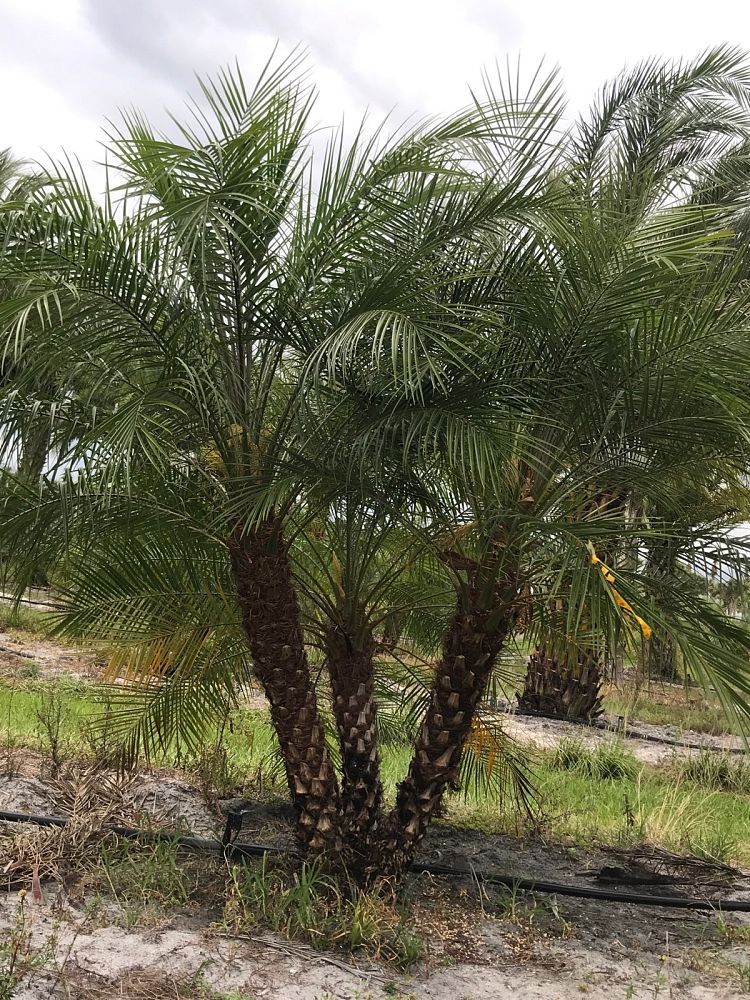 phoenix-roebelenii-pygmy-date-palm-roebelenii-palm