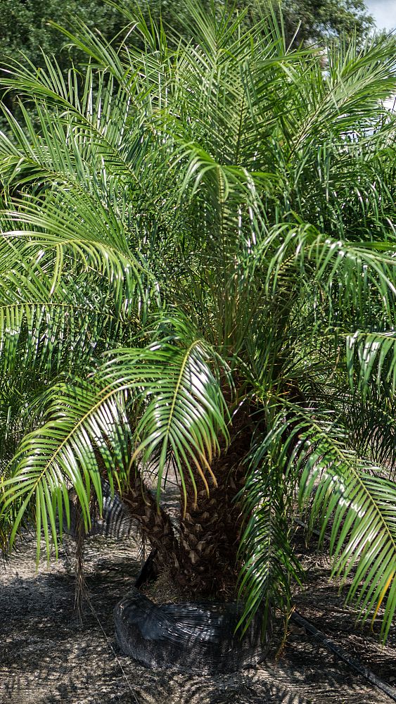 phoenix-roebelenii-pygmy-date-palm-roebelenii-palm
