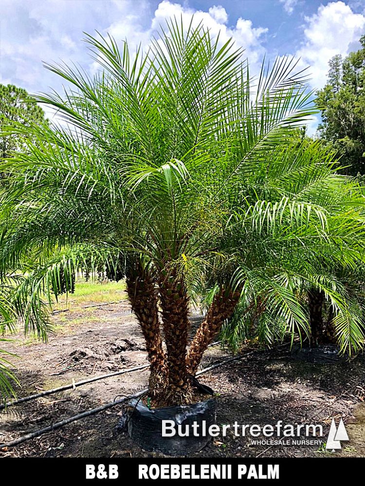 phoenix-roebelenii-pygmy-date-palm-roebelenii-palm