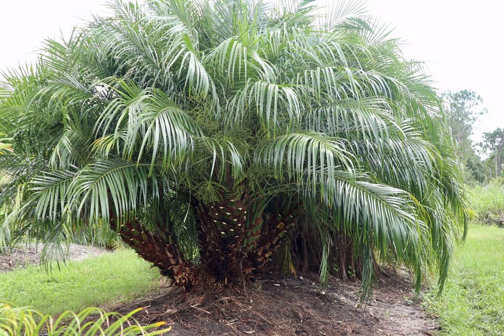 phoenix-roebelenii-pygmy-date-palm-roebelenii-palm