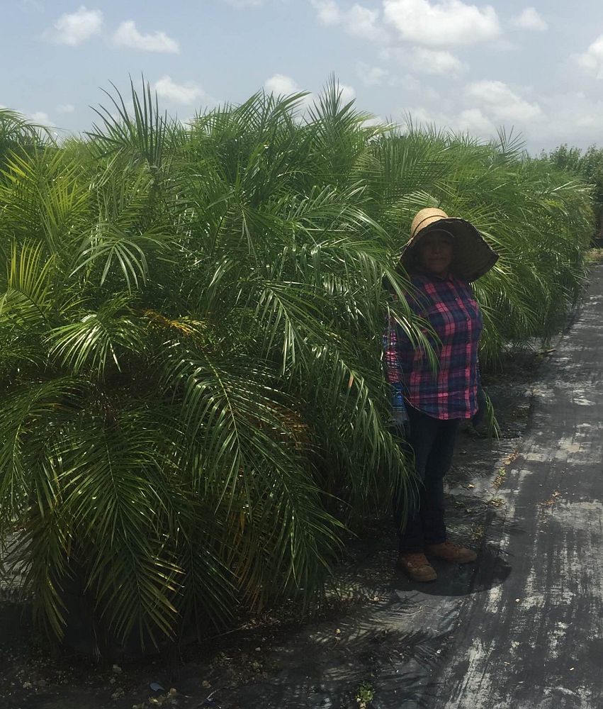 phoenix-roebelenii-pygmy-date-palm-roebelenii-palm