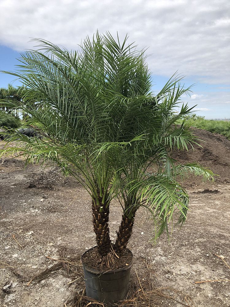 phoenix-roebelenii-pygmy-date-palm-roebelenii-palm