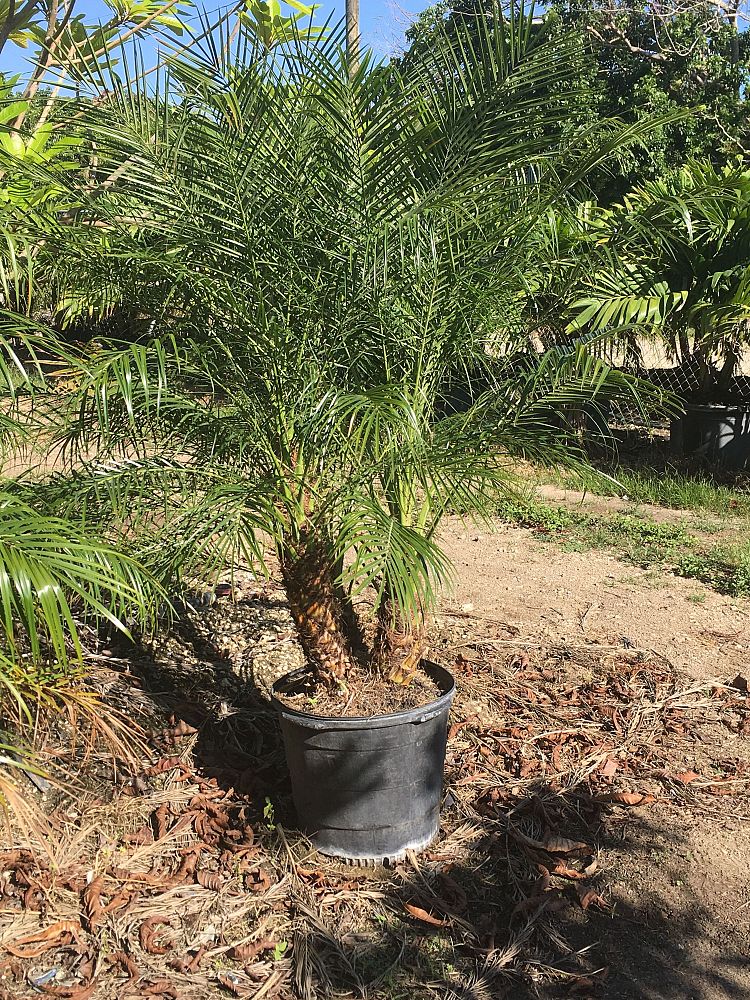 phoenix-roebelenii-pygmy-date-palm-roebelenii-palm