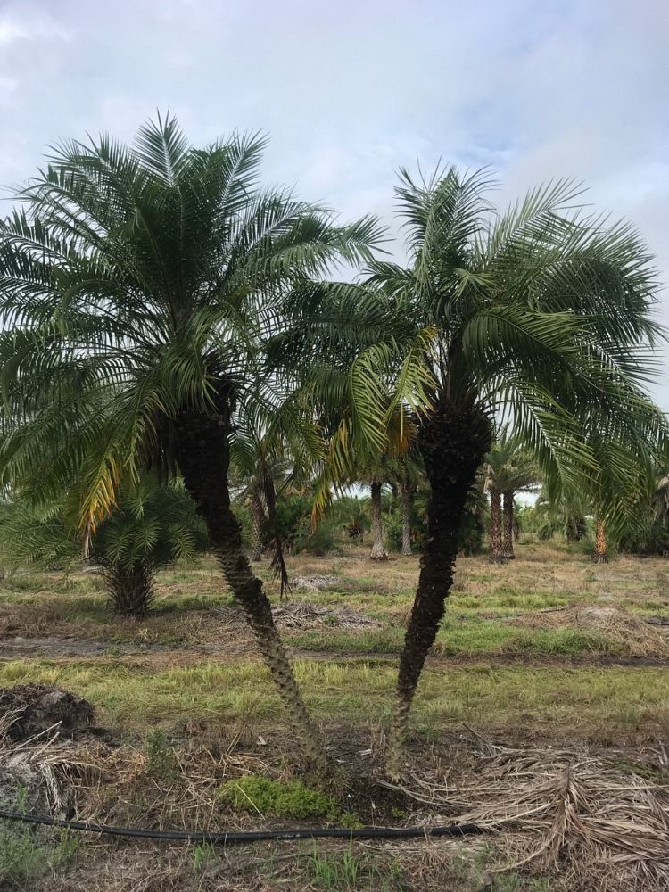 phoenix-roebelenii-pygmy-date-palm-roebelenii-palm