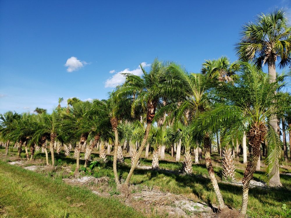 phoenix-roebelenii-pygmy-date-palm-roebelenii-palm