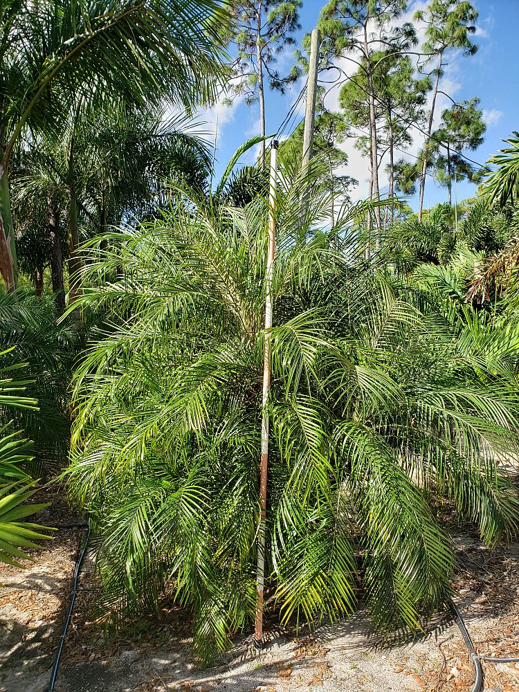 phoenix-roebelenii-pygmy-date-palm-roebelenii-palm