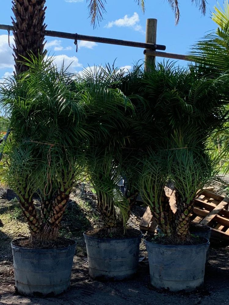 phoenix-roebelenii-pygmy-date-palm-roebelenii-palm