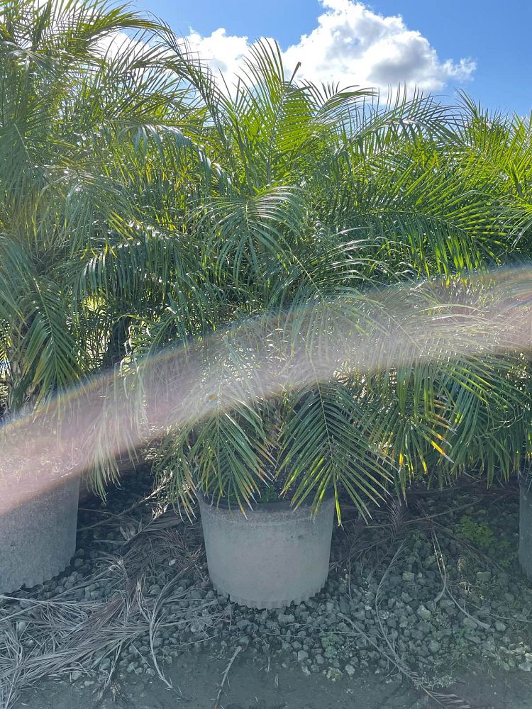 phoenix-roebelenii-pygmy-date-palm-roebelenii-palm