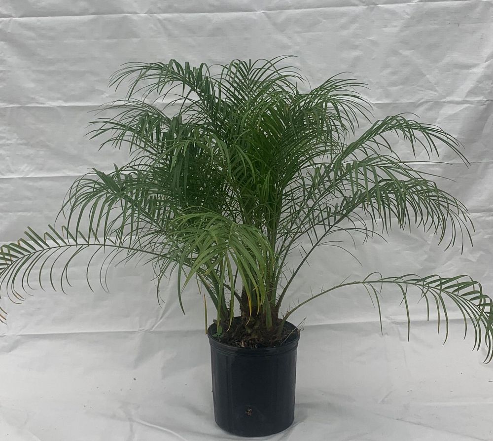 phoenix-roebelenii-pygmy-date-palm-roebelenii-palm