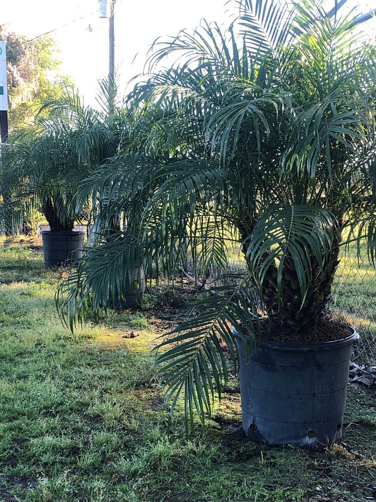 phoenix-roebelenii-pygmy-date-palm-roebelenii-palm