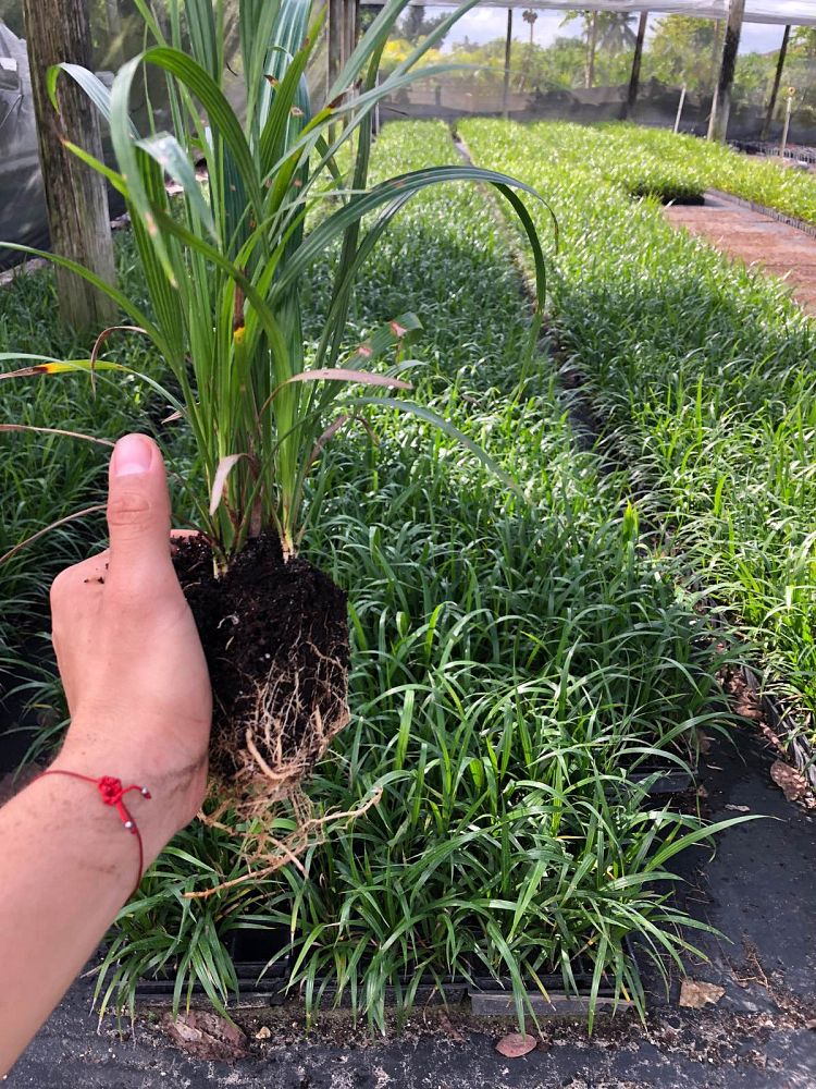 phoenix-roebelenii-pygmy-date-palm-roebelenii-palm