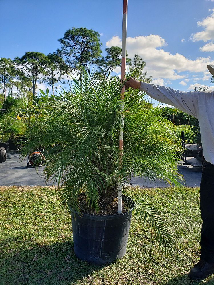 phoenix-roebelenii-pygmy-date-palm-roebelenii-palm