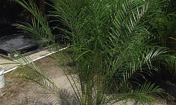 phoenix-roebelenii-pygmy-date-palm-roebelenii-palm