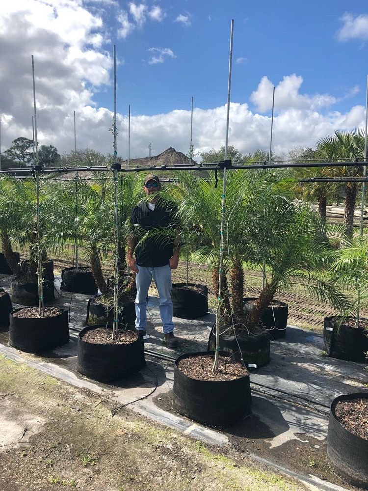 phoenix-roebelenii-pygmy-date-palm-roebelenii-palm