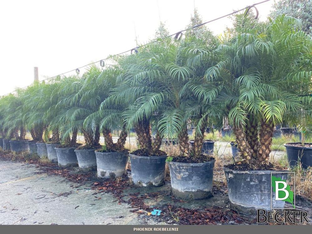 phoenix-roebelenii-pygmy-date-palm-roebelenii-palm