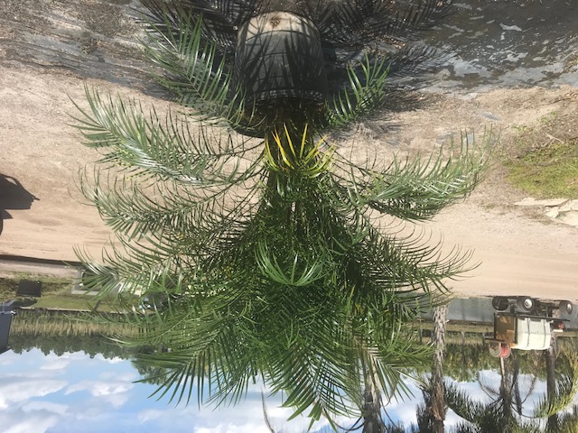 phoenix-roebelenii-pygmy-date-palm-roebelenii-palm