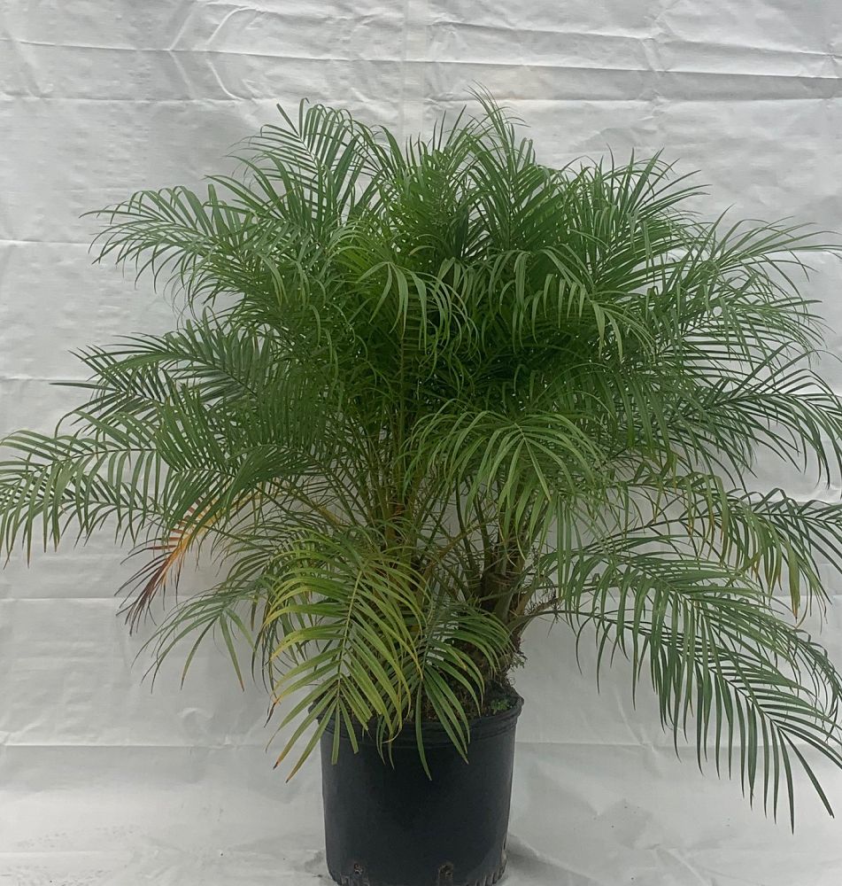 phoenix-roebelenii-pygmy-date-palm-roebelenii-palm
