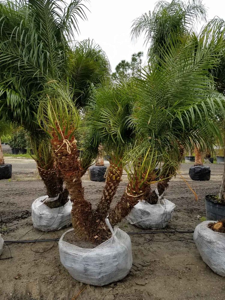 phoenix-roebelenii-pygmy-date-palm-roebelenii-palm