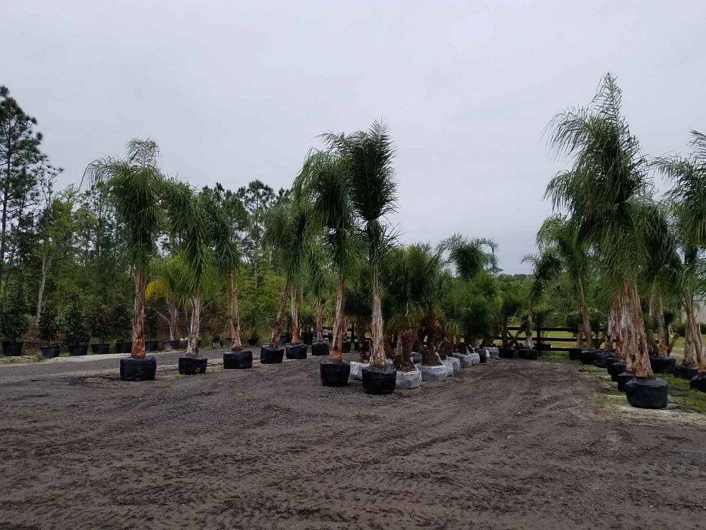 phoenix-roebelenii-pygmy-date-palm-roebelenii-palm