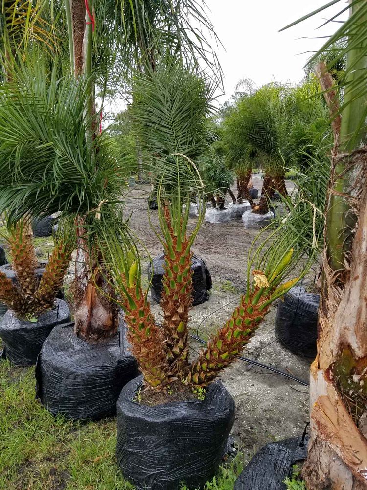 phoenix-roebelenii-pygmy-date-palm-roebelenii-palm