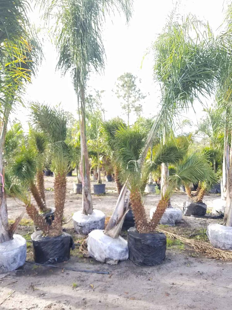phoenix-roebelenii-pygmy-date-palm-roebelenii-palm