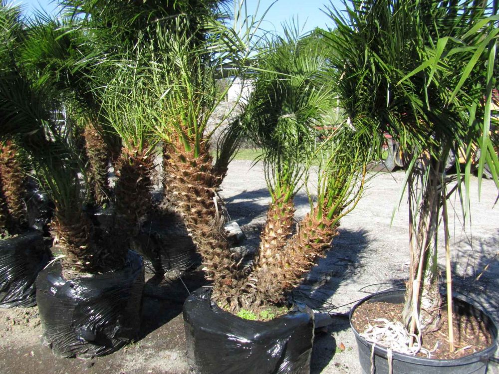 phoenix-roebelenii-pygmy-date-palm-roebelenii-palm