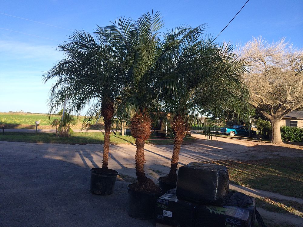 phoenix-roebelenii-pygmy-date-palm-roebelenii-palm