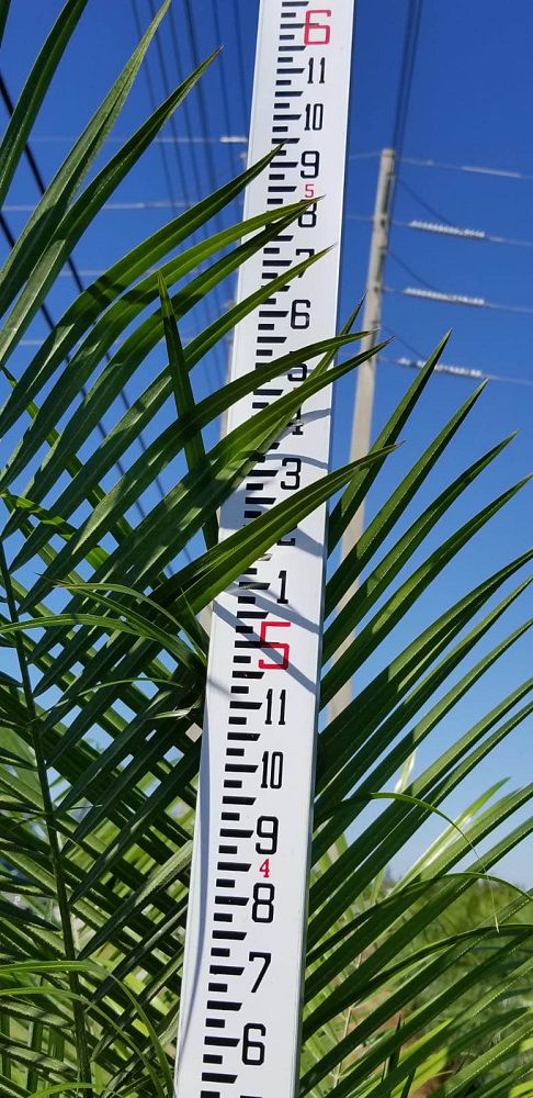 phoenix-roebelenii-pygmy-date-palm-roebelenii-palm