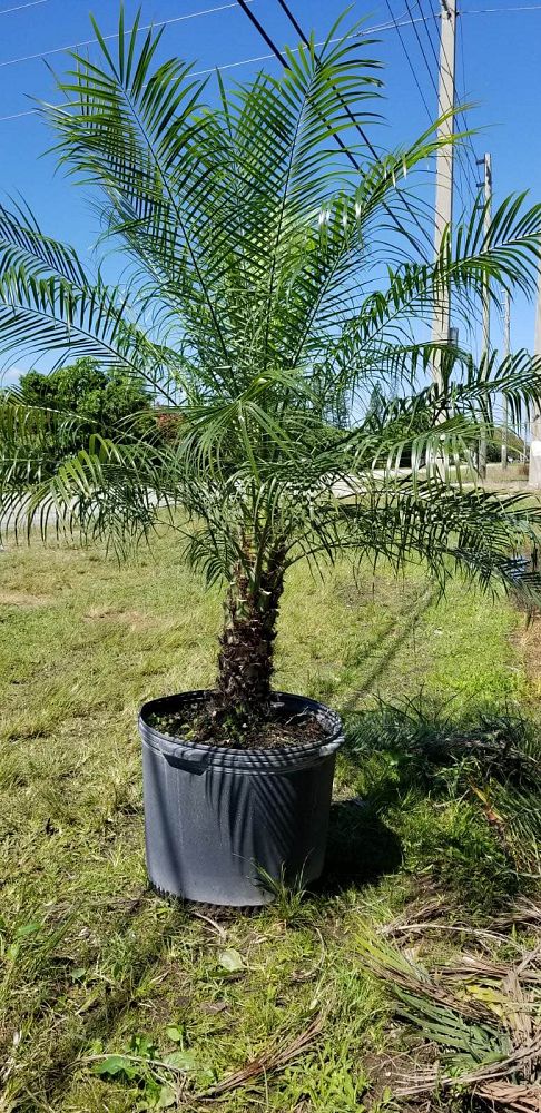 phoenix-roebelenii-pygmy-date-palm-roebelenii-palm
